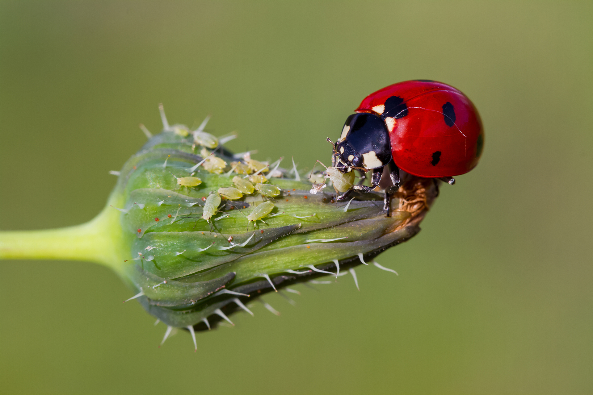 Coccinelle mangeant des pucerons sur un bouton de fleur