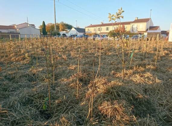 Résultats de la première plantation foret urbaine