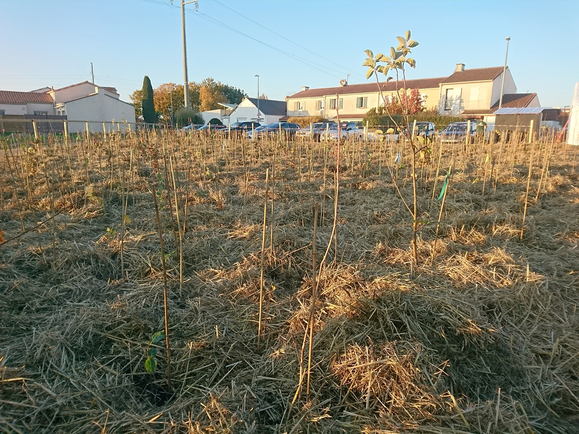 Résultats de la première plantation foret urbaine