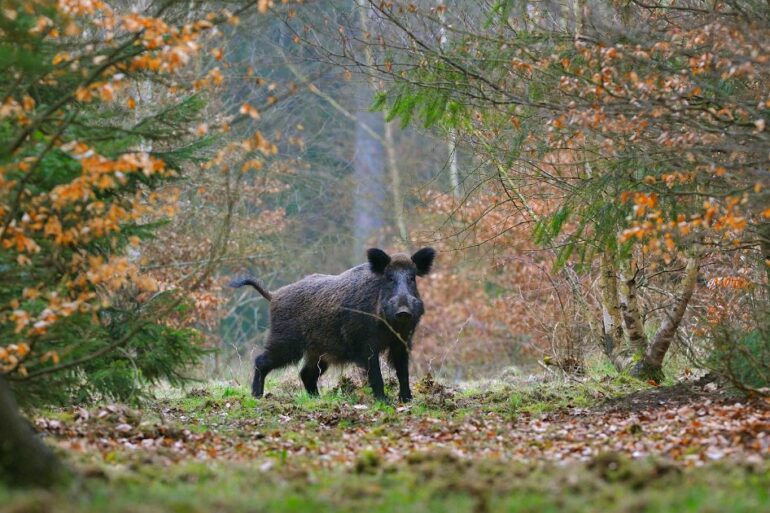 Une battue de sangliers annulée - Ville de Saint-Sébastien-sur-Loire