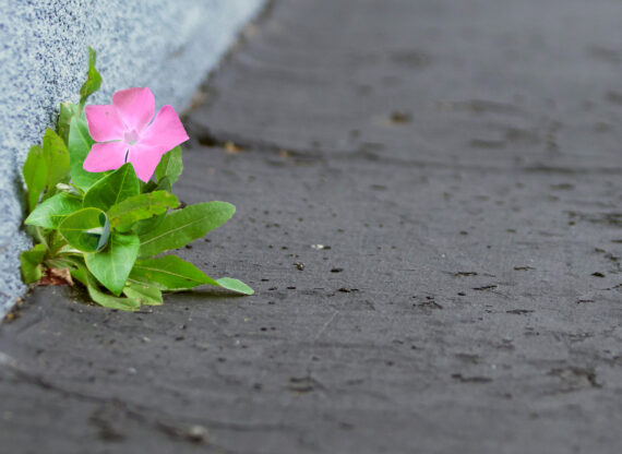 Une fleur poussant sur un trottoir